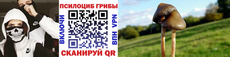 Псилоцибиновые грибы Cubensis  Циолковский 